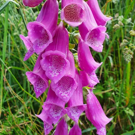 Petite Tatil Evi Buais-les-Monts