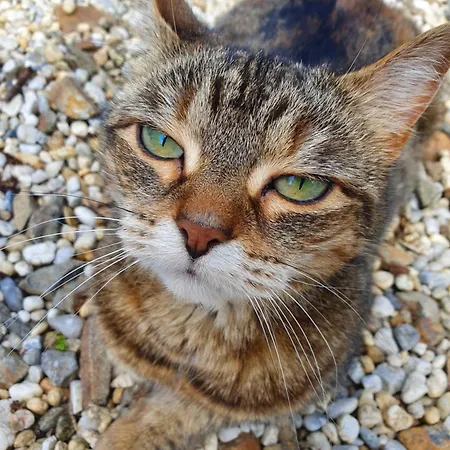 Petite Buais-les-Monts