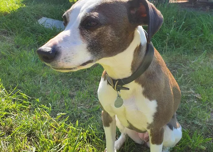 Semesterbostad Petite *