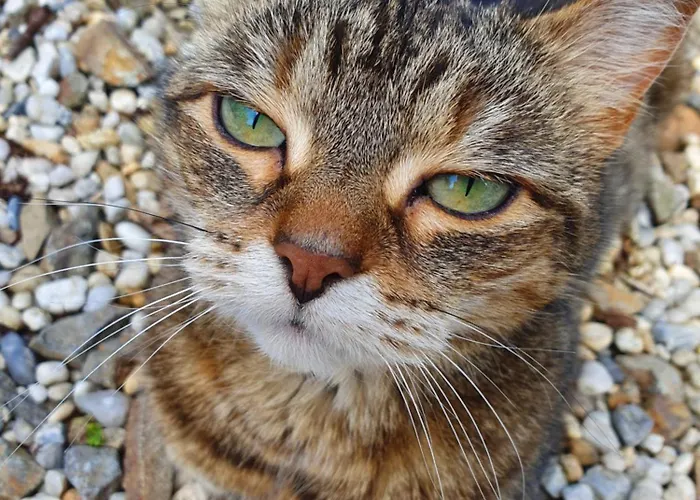 Petite Buais-les-Monts